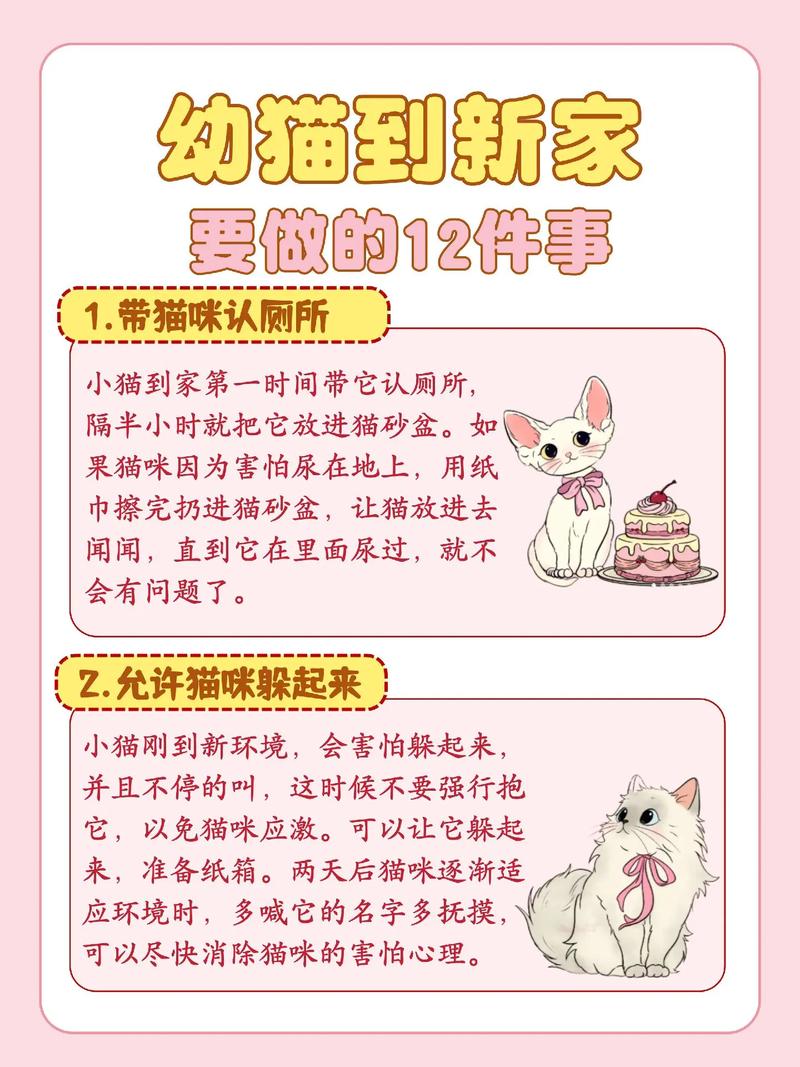 梳毛清洁，喂食，健康与陪伴的全方位指南（养猫注意事项给新手小白）