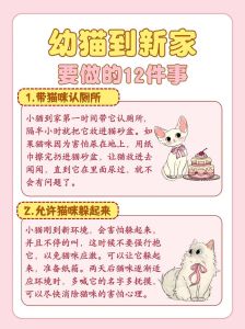 梳毛清洁，喂食，健康与陪伴的全方位指南（养猫注意事项给新手小白）