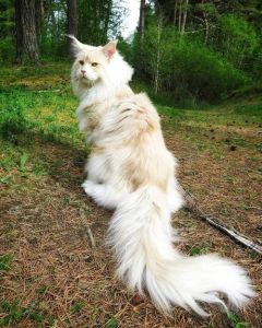 泰州举办喵倍护WCF猫展，85纯种猫竞逐（猫咪体型最大的比赛）