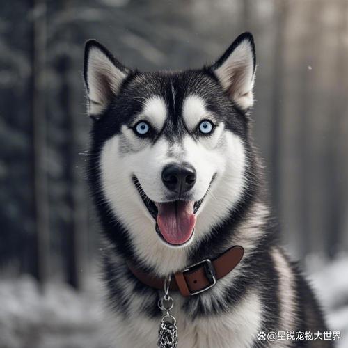 全球犬种超500种，认证差异大，贵宾金毛受欢迎（各种狗图片大全大图）