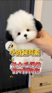 边牧泰迪柯基等萌宠太可爱！（十大颜值最高的狗狗）