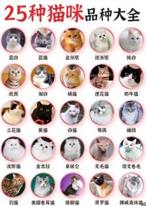 亲人友好，适合家庭（性格温顺的猫咪品种）
