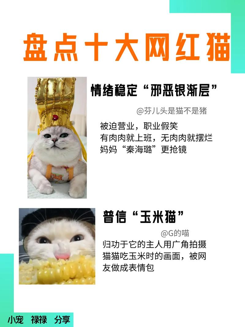 表情包公主，吉尼斯认证的猫咪传奇（全球粉丝最多的猫咪网红是谁）