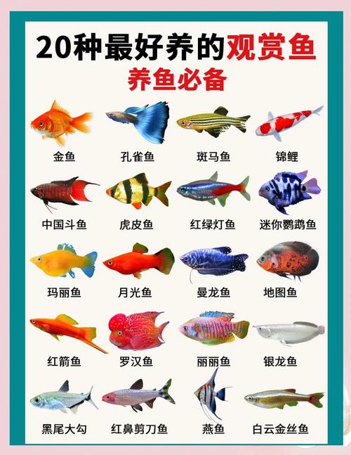 神仙小丑蝴蝶鱼等（世界上最漂亮的鱼排行榜）