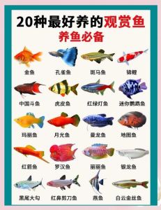 神仙小丑蝴蝶鱼等（世界上最漂亮的鱼排行榜）