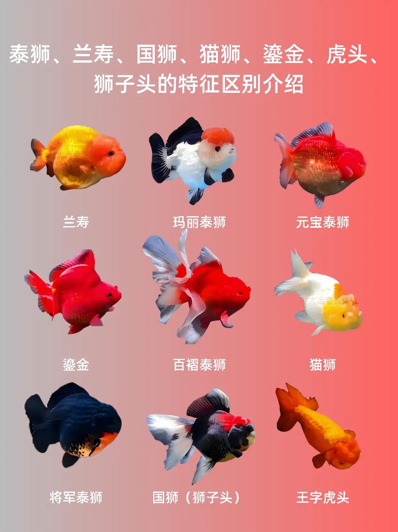 龙睛高头珍珠，怎么选？