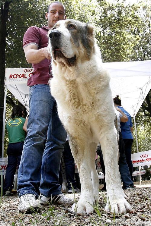 巨型犬威猛性格温和，小型犬灵活适合小家（宠物狗大型）