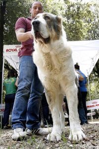 巨型犬威猛性格温和，小型犬灵活适合小家（宠物狗大型）