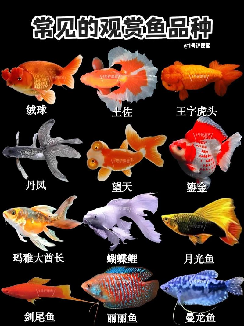 养鱼乐趣与治愈（观赏鱼颜值排行榜）