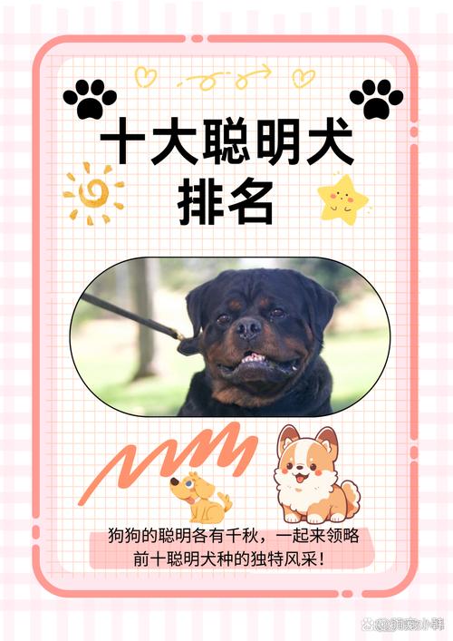 学得快听话，爱与陪伴最珍贵（最聪明的狗排行榜前十名）