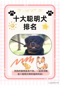 学得快听话，爱与陪伴最珍贵（最聪明的狗排行榜前十名）