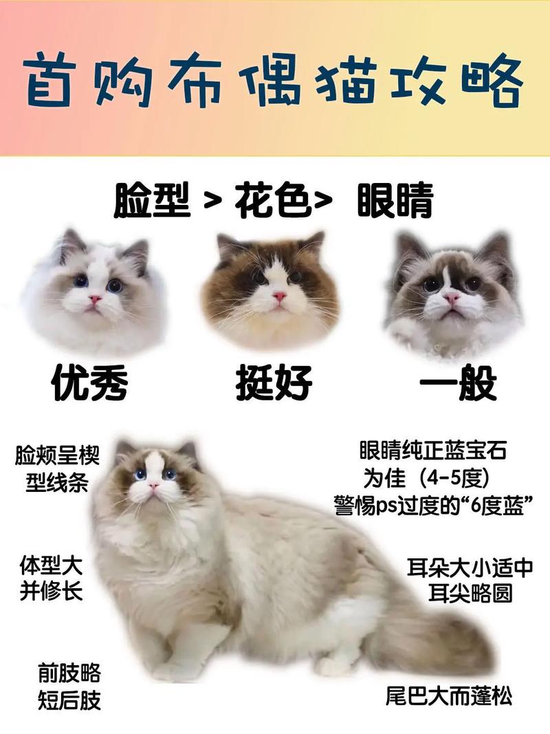 温顺亲人需关爱（布偶猫习性特点）