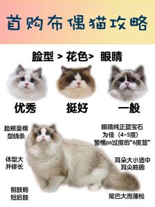 温顺亲人需关爱（布偶猫习性特点）