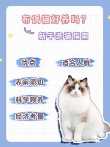 养布偶猫健康饮食护理全攻略（新手养布偶猫的各方面注意事项）