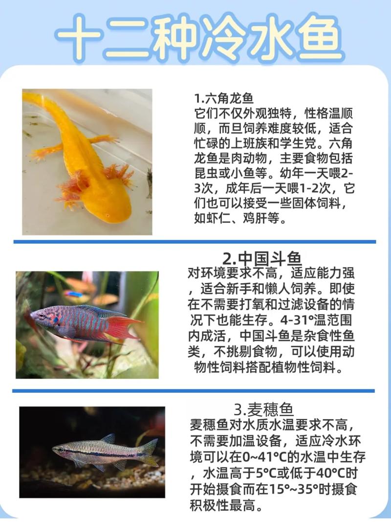 冷水鱼好养耐寒，观赏性强，适合家庭养（十大冷水观赏鱼排行榜）