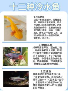 冷水鱼好养耐寒，观赏性强，适合家庭养（十大冷水观赏鱼排行榜）