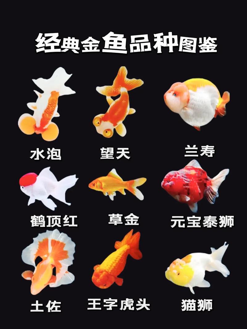 新手养金鱼，皮实好养种类多！（什么品种的金鱼最好养）