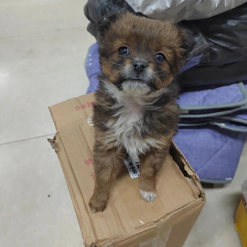 长不大的狗狗养护小贴士（长不大的狗图片）