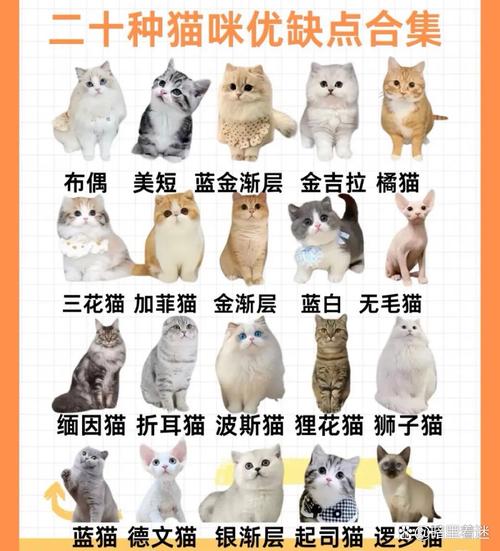 猫咪性格大不同，选对更合你！（宠物猫哪种温顺亲人）