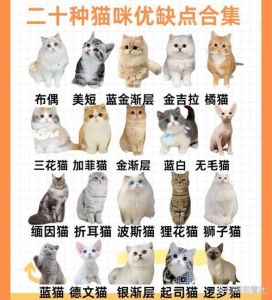 猫咪性格大不同，选对更合你！（宠物猫哪种温顺亲人）