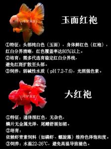 金鱼品种及养护要点（金鱼的品种介绍）