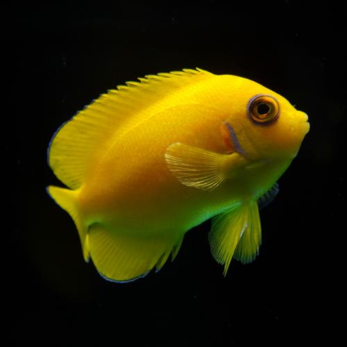 10种好看易养的小型观赏鱼推荐（十大最美小型观赏鱼图）