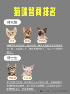 聪明猫种大盘点（猫咪智商排行榜1-100名）