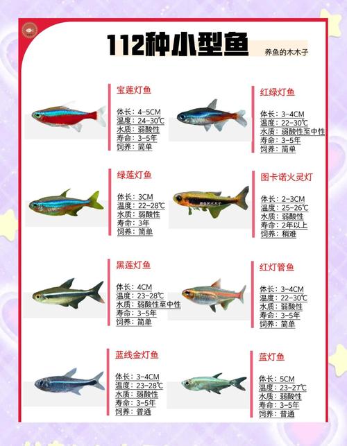 十种顶级观赏鱼推荐！（十大顶级观赏鱼排名）