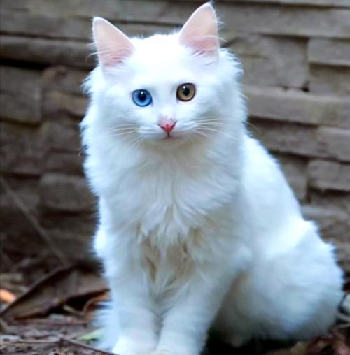 温顺猫咪怎么养成？基因外貌加培养（为什么宠物猫温顺）