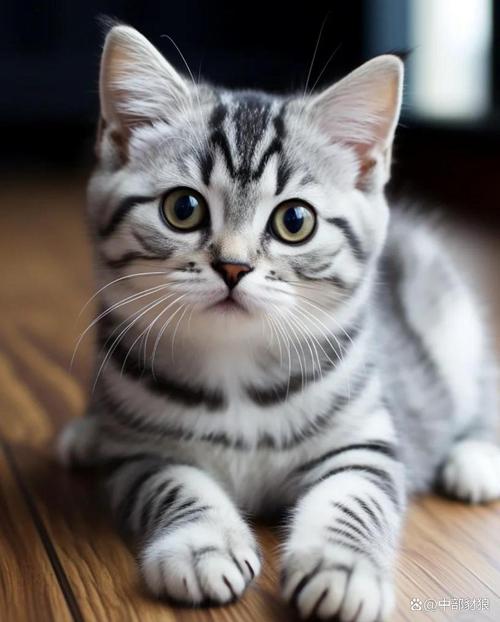 选温顺猫？英短美短异国布偶都挺好（猫咪哪种温顺）