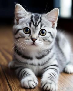 选温顺猫？英短美短异国布偶都挺好（猫咪哪种温顺）