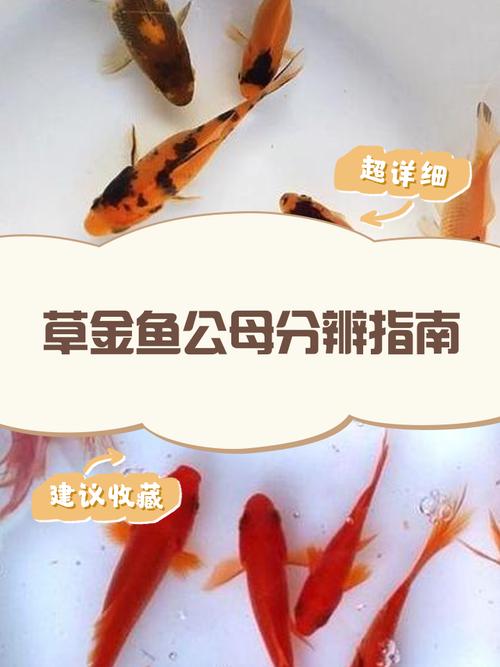 金鱼公母怎么分？看胸鳍追星和肚子形状！（金鱼公母区分图解）