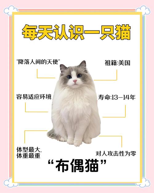 选只爱陪伴的猫咪（猫咪黏人程度排行榜）