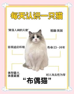 选只爱陪伴的猫咪（猫咪黏人程度排行榜）