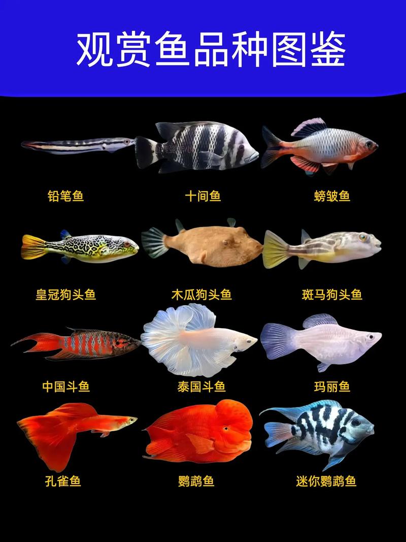 名称图片对照（淡水观赏鱼大全名称图片）