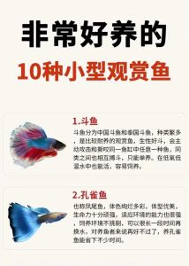 孔雀鱼斑马鱼等小鱼的乐趣（小观赏鱼品种大全）