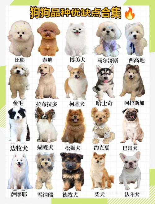 威猛伴侣尽在这（大型宠物狗的种类和图片）