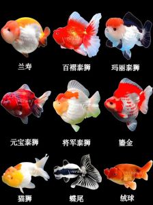 金鱼分类及饲养要点（一些金鱼的品种名称）