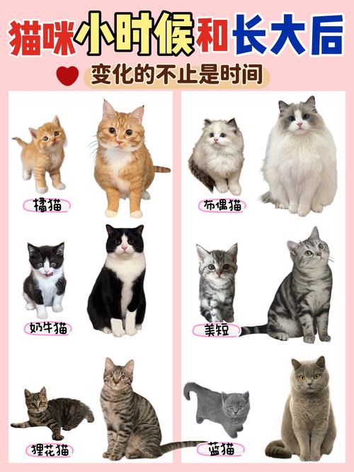 小橘猫1-6个月成长速，体重增，需基础训练（猫咪1-6个月体型图片）