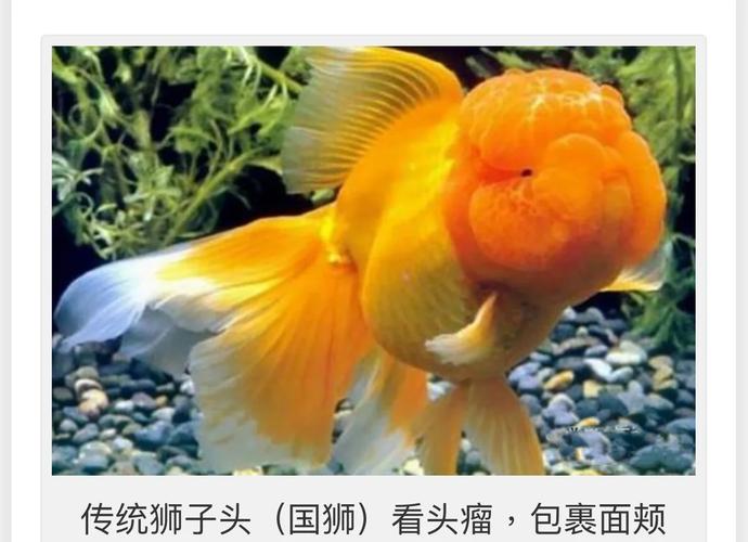 红白花龙睛鹤顶红黑龙睛和红龙睛（金鱼品种大全及图解）