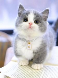 超可爱小型猫咪大盘点（体型娇小的猫咪）