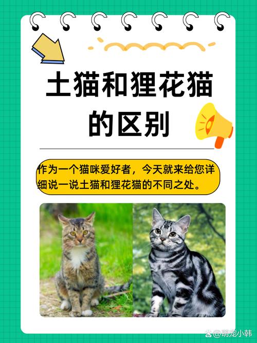 想养不掉毛的猫？试试这些品种！（哪种猫咪性格温顺不掉毛）