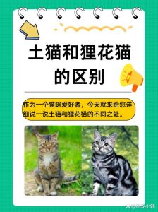 想养不掉毛的猫？试试这些品种！（哪种猫咪性格温顺不掉毛）