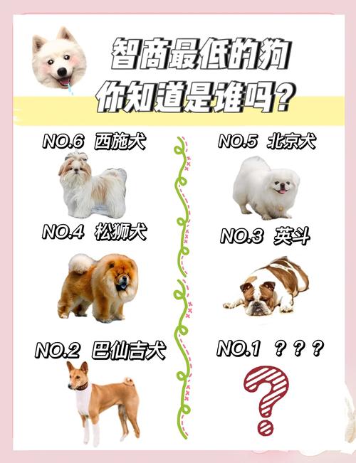 边境牧羊犬智商最高！最新犬类智力评估报告出炉（狗狗聪明程度排行榜）