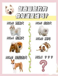 边境牧羊犬智商最高！最新犬类智力评估报告出炉（狗狗聪明程度排行榜）