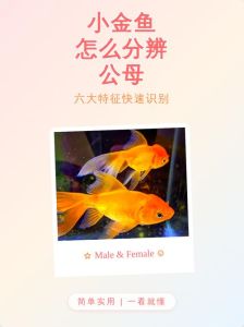金鱼公母怎么分？看胸鳍追星和肚子形状！（金鱼公母区分图解）