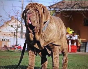 金毛猎犬居首（世界上犬吠声最大的狗）