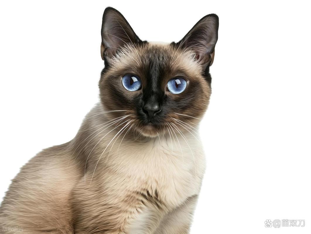 德文卷毛猫掉毛少，只需每周擦拭，性格活泼易训练，与儿童相处融洽（那种猫掉毛少又好养性格温顺）