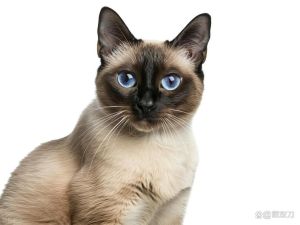 德文卷毛猫掉毛少，只需每周擦拭，性格活泼易训练，与儿童相处融洽（那种猫掉毛少又好养性格温顺）