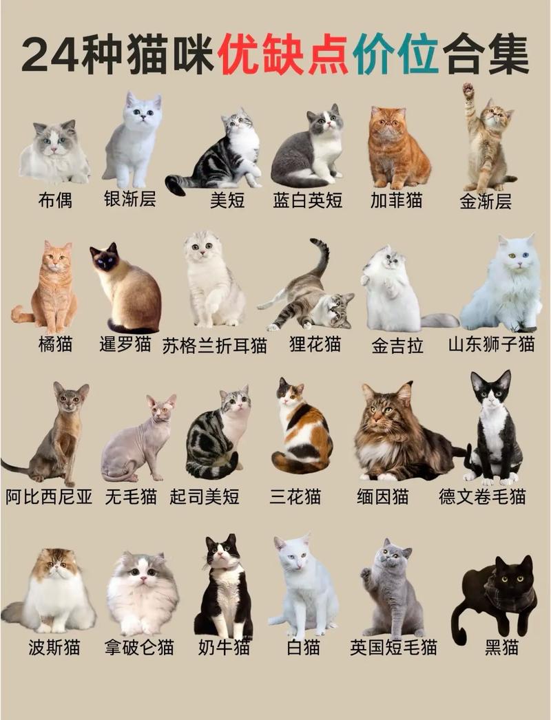 可爱小巧猫咪品种盘点（体型小的猫咪品种）